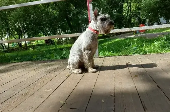 Собаки потеряшки, Москва, фото: Потеряшка собака Брита, ул. Столетова 8, Москва.