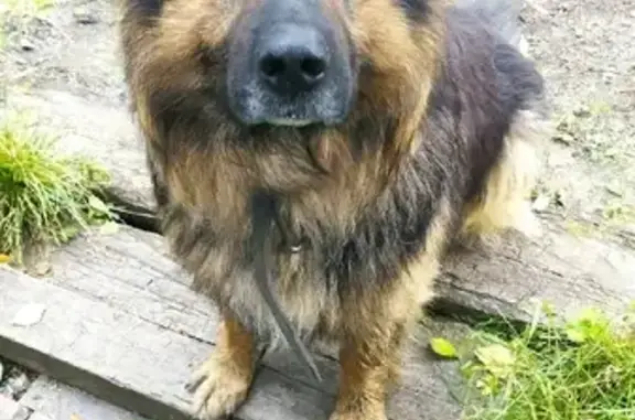 Найдена собака на улице Победы, 22 в Архангельске