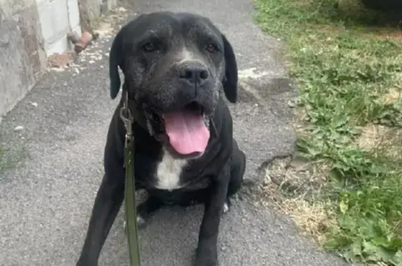 Найдена собака на Доломановском переулке, Ростов-на-Дону