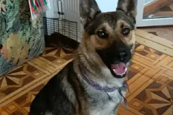 Найдена домашняя собака на Каспийской улице