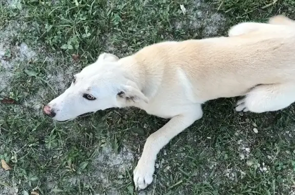 Найдена ласковая собака в Абадзехском поселении, Адыгея