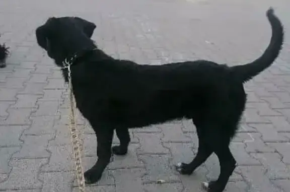 Найдена чёрная собака на ул. Пушкина, Челябинск
