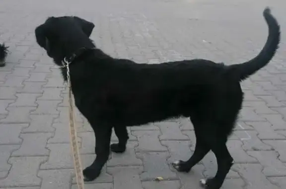 Собака найдена на улице Пушкина, Челябинск