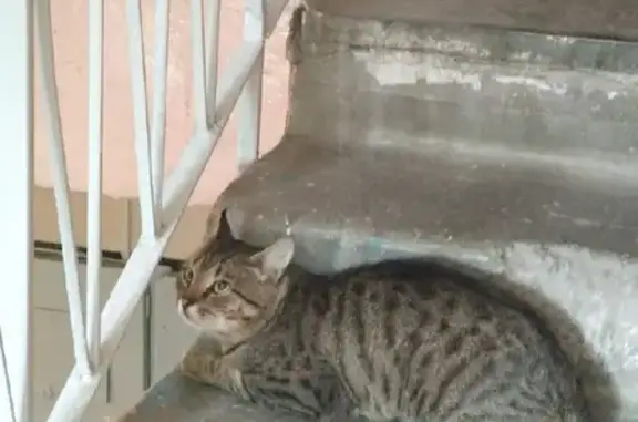 Кот найден на ул. Крауля, 65 в Екатеринбурге