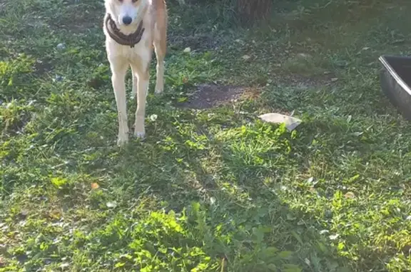 Собака Пёсик найдена в Пушнино