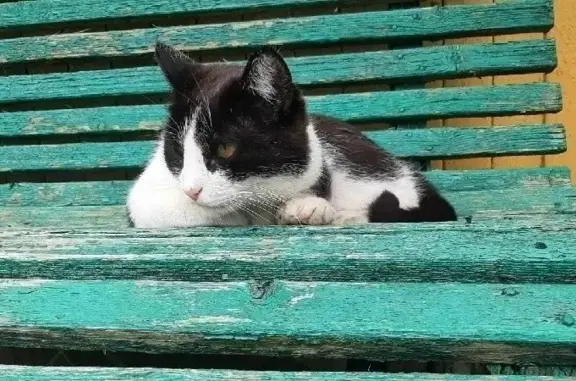Найдена ухоженная кошка в Кировской области