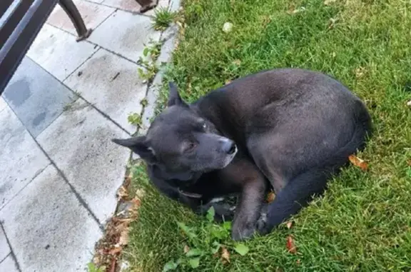 Собака Пёс бегает по району, найдена на ул. Гришина и пл. Рабочий поселок, Москва.