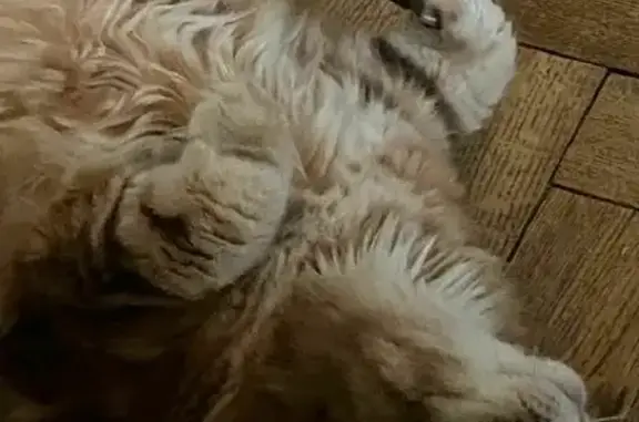 Кошки потеряшки, Москва, фото: Потеряшка кот Бася на Кутузовском проспекте, Москва