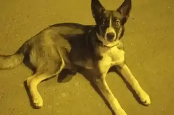 Найдена собака Мини хаски на Донбасской, 8