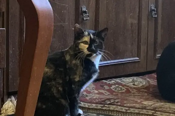 Кошки потеряшки, Ярославль, фото: Потеряшка кошка Коша, ул. Володарского, 50А/22, Ярославль