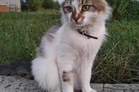 Пропала кошка Тихон, 25Д Новомичуринск, кастрирован и привит.