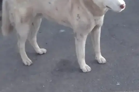 Найдена собака Хаски с янтарным и белым глазами на улице Дорожной, Богословка