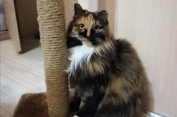 Кошки потеряшки, Благовещенск, фото: Потеряшка кошка на Партизанской, 49/1, Благовещенск