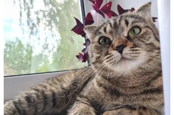 Кошки потеряшки, Ижевск, фото: Потеряшка кошка ФИСА, ул. Металлистов 50, Ижевск