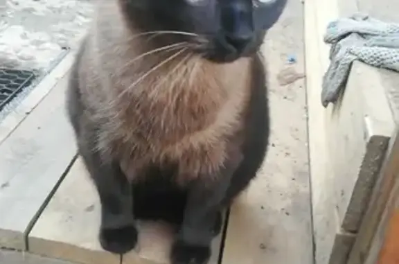 Пропала кошка Бася на острове в ТикГубе