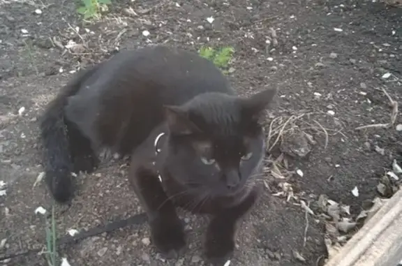 Пропал черный кот на улице Центральный Переход, Магнитогорск