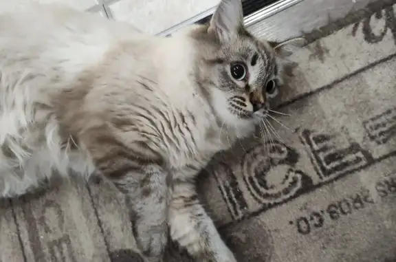 Найдена домашняя кошка на улице Дзержинского, 30, Ухта
