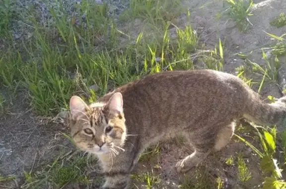 Пропал серый котик с одним глазом в Романовском СП, Ленобласть