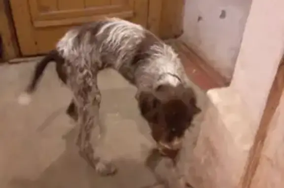 Найдена истощенная собака на Приамурской, г. Самара