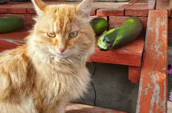 Найден котик на даче в Чите, ищем хозяина