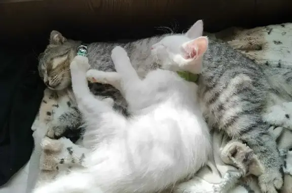 Кошки потеряшки, Грабцево, фото: Потеряшка кошка на Советской улице в Грабцево