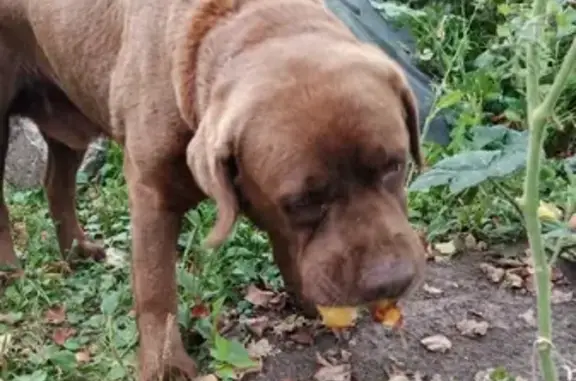 Собака найдена на Малышевской, 53, Нижний Новгород