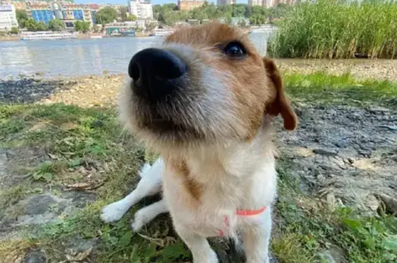 Пропала собака Осирис в Оболенском, Калужская область