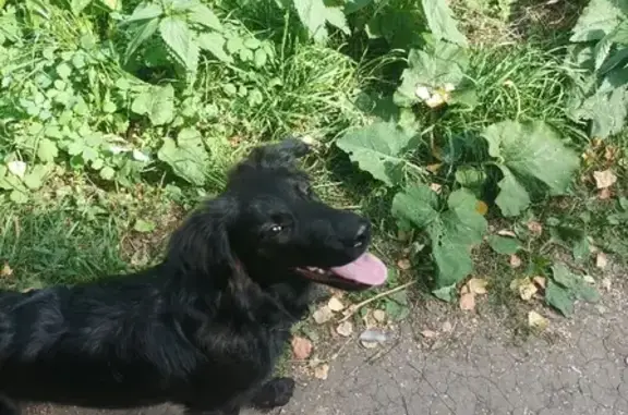 Найдена собака на улице Зорге, 118 в Новосибирске