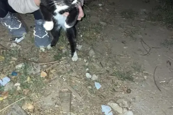 Пропала кошка с ошейником в Свердловской области