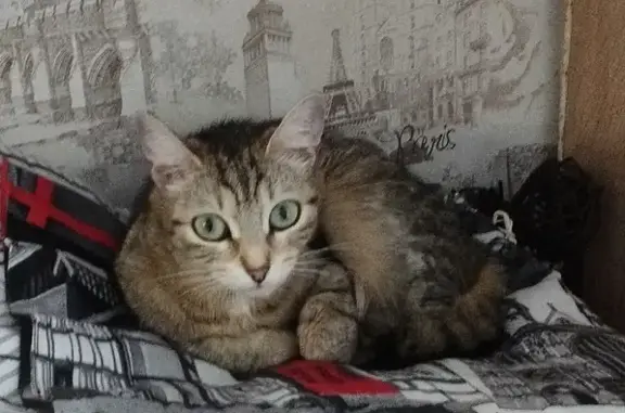 Кошки потеряшки, Новосибирск, фото: Потеряшка кошка по адресу В. Потылицына 7, Новосибирск 🐾