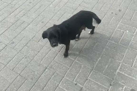 Найдена чёрная маленькая собака на Красноармейском проспекте, 58