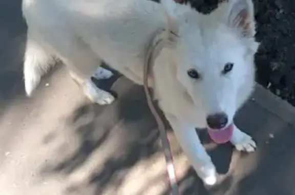 Найдена собака-щенок в поселении Волга.