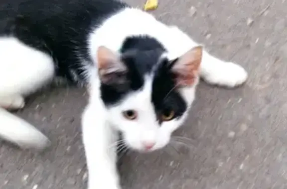 Пропала кошка с улицы Фрунзе, 25, Саров