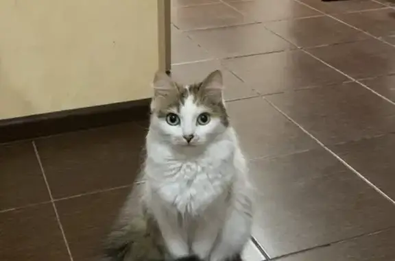 Пропала кошка Вася на улице Котельникова, 74