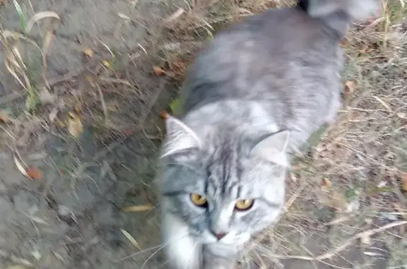 Найдена кошка на улице Жукова, 6 в Магнитогорске