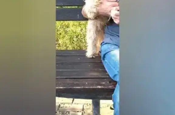 Собаки потеряшки, Москва, фото: Потеряшка собака на Волгоградском проспекте