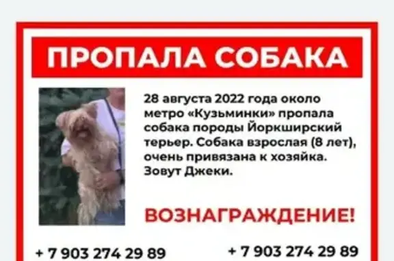 Собаки потеряшки, Москва, фото: Потеряшка собака на Волгоградском проспекте, Москва