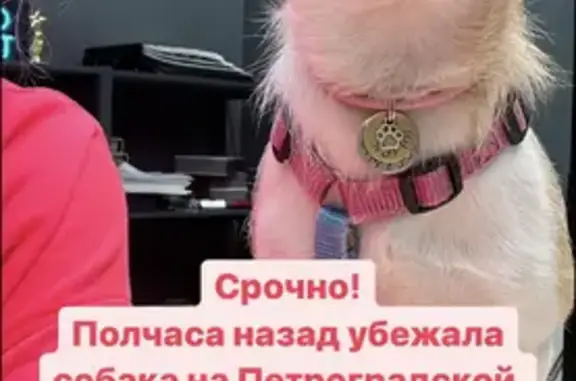 Собаки потеряшки, Санкт-Петербург, фото: Потеряшка собака на Ждановской улице, СПб