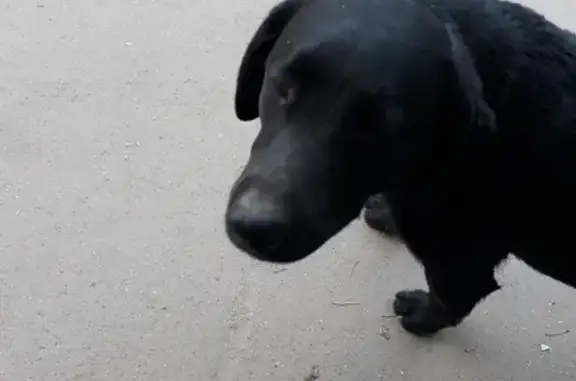 Пропал черный пес на Южно-Промышленной, Казань