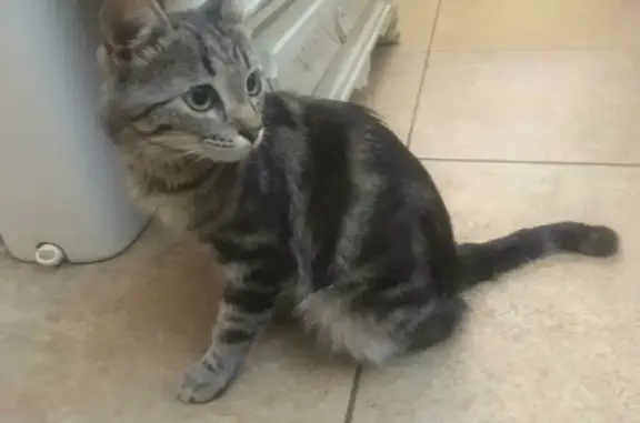 Найдена кошка на ул. Латышева 12 в Астрахани