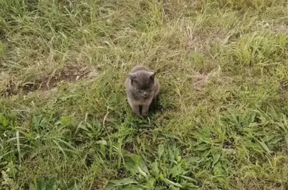 Кот/кошка найден на Петергофском шоссе, СПб