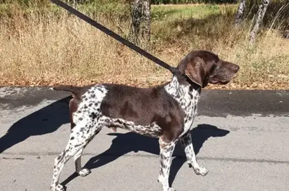 Найдена собака на Красноармейском шоссе