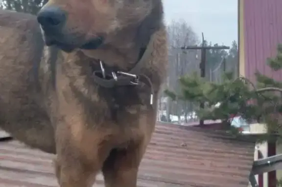 Пропала собака Марс в Ханты-Мансийске