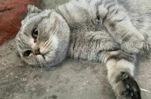 Найдена породистая кошка по адресу Мухачева, 258 в Бийске