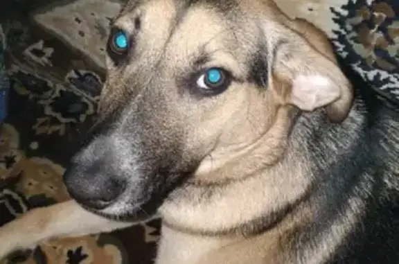 Собаки потеряшки, Москва, фото: Потеряшка собака на Спасской улице в Москве.