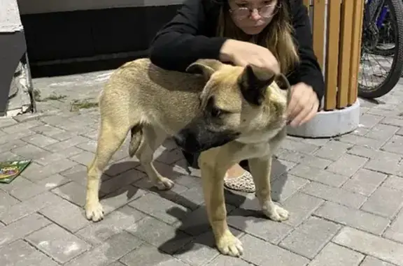 Собака найдена на Татищева, 179 в Екатеринбурге