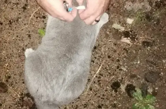 Найдена кошка на Суздальском шоссе, г. Ярославль