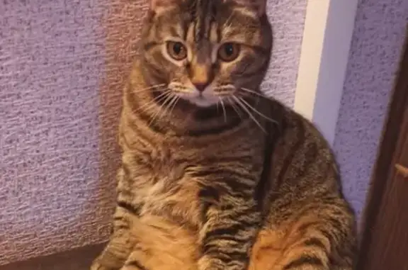 Объявления о пропавших и найденных животных, Магнитогорск, фото: Пропала кошка Бони в Магнитогорске