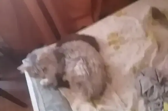 Кошки потеряшки, Пермь, фото: Потеряшка кошка на Целинной улице, 55