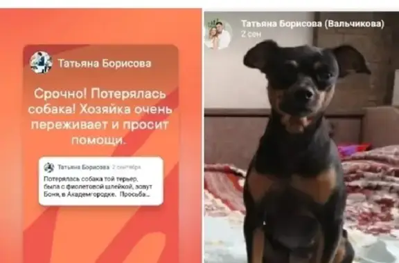 Потерянные животные Томск, фото: Пропала собака Боня на ул. Вавилова, 2 в Томске